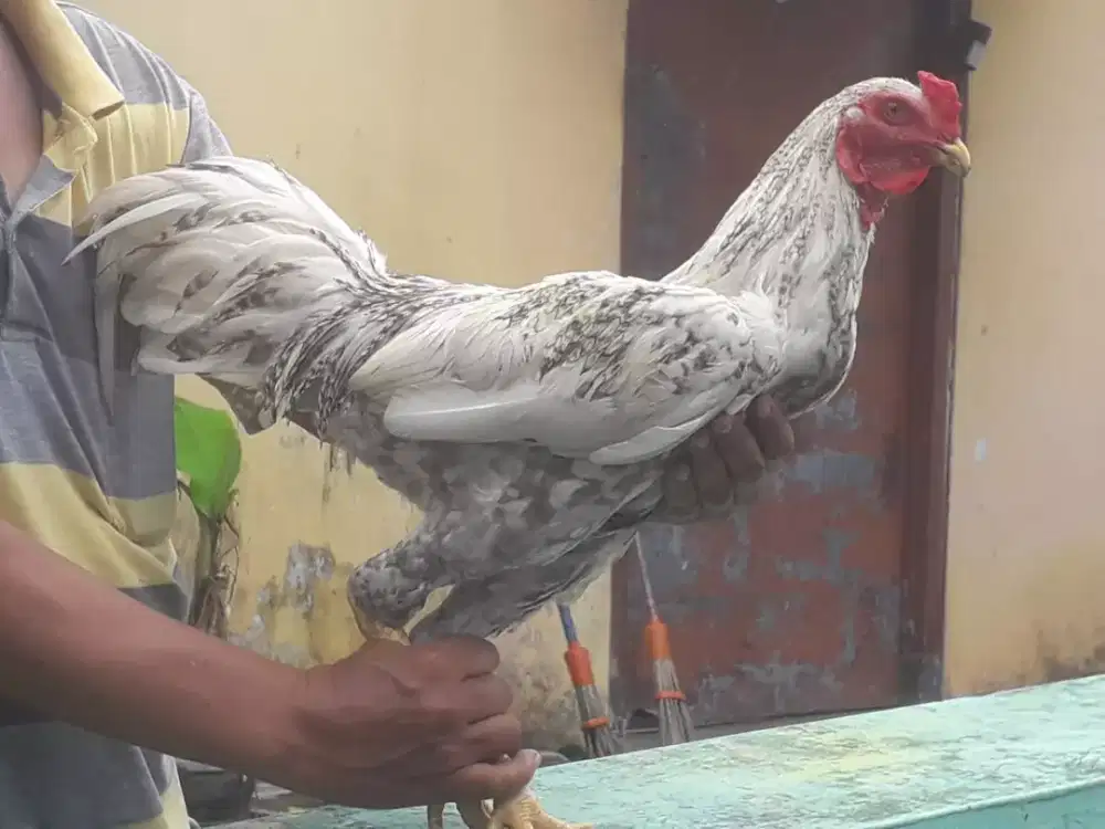 Jual ayam jago kampung umbaran