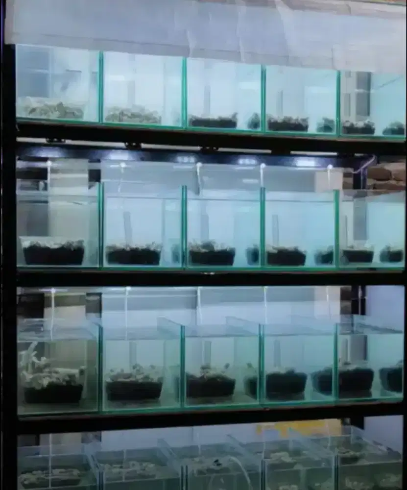 Soliter Ikan Second Layak Pakai plus Raknya