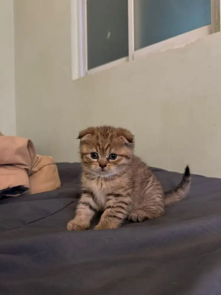 Kucing scotish fold pure blood