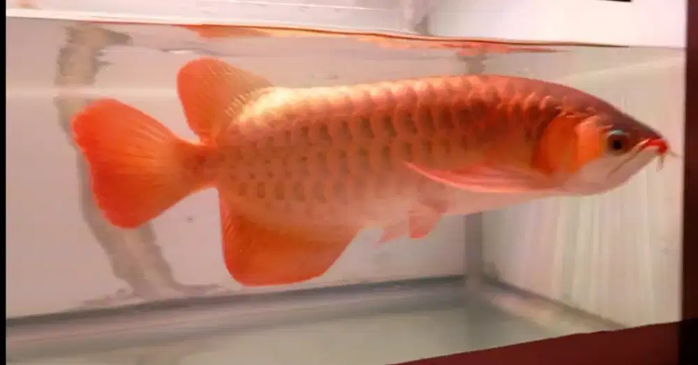 Arwana super red,, 40 cm