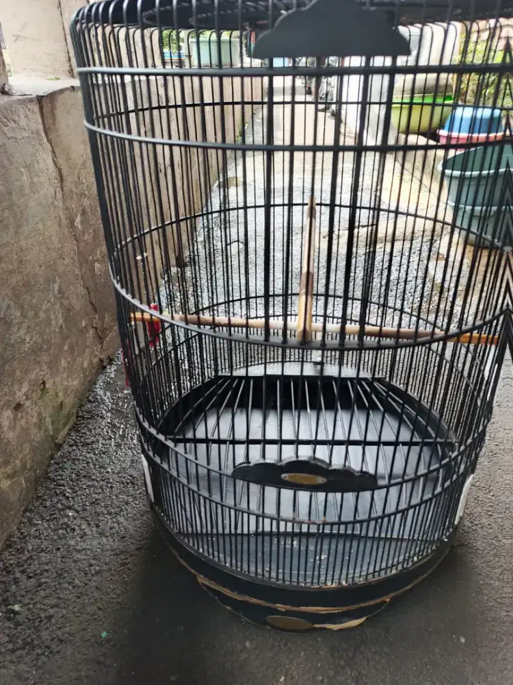 Kandang Murray nmr 2