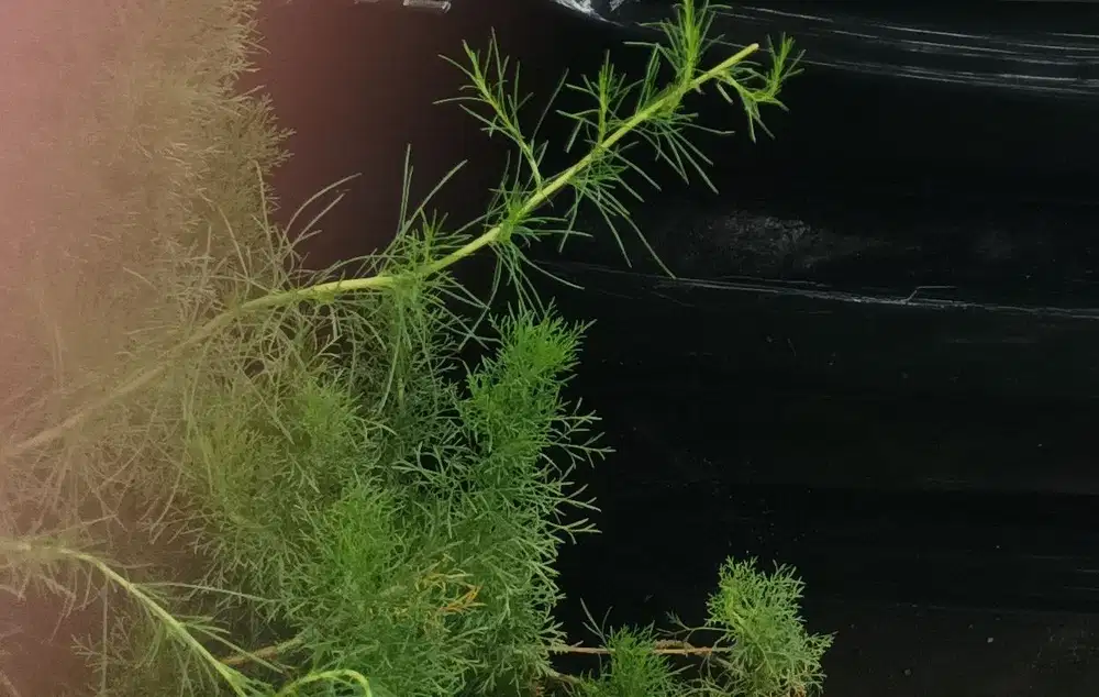 Honda Civic 2006 Bensin