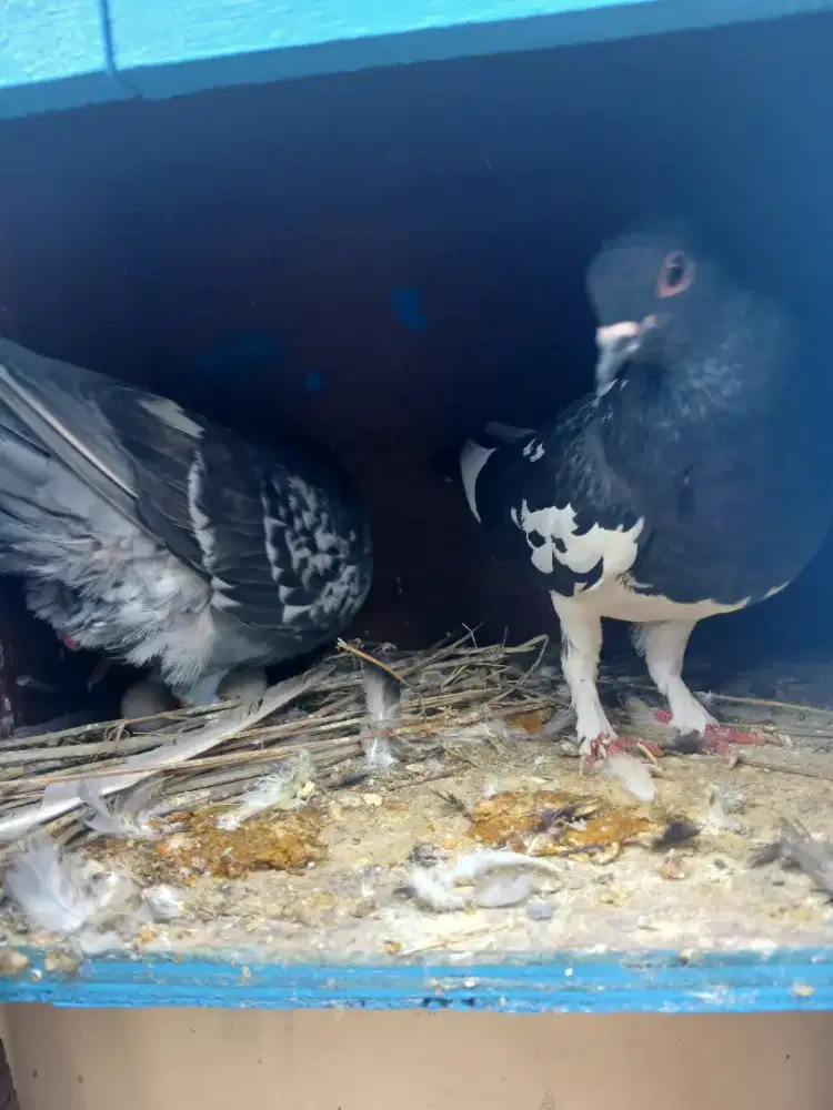 Dijual cepet burung Merpati