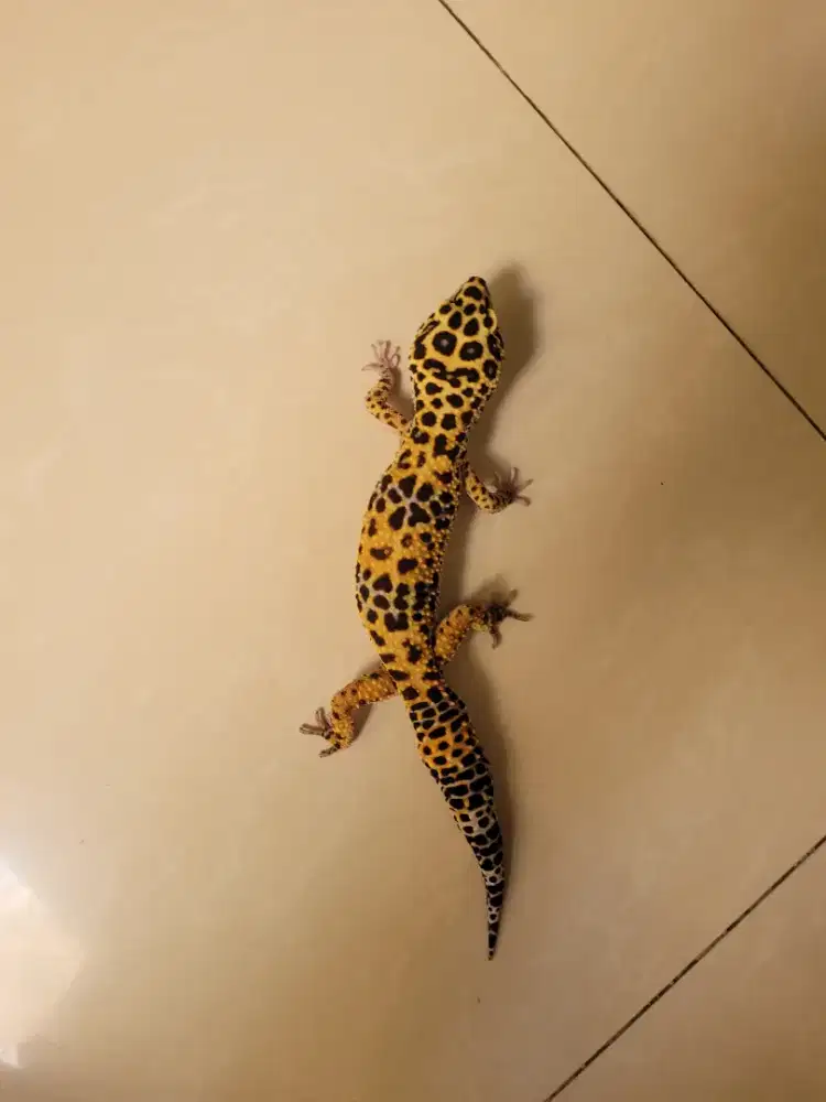 Leopard Gecko High Yellow Emerine RS Line