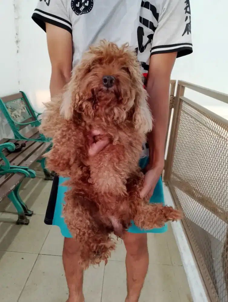 poodle betina dewasa non surat !!! No php !!!