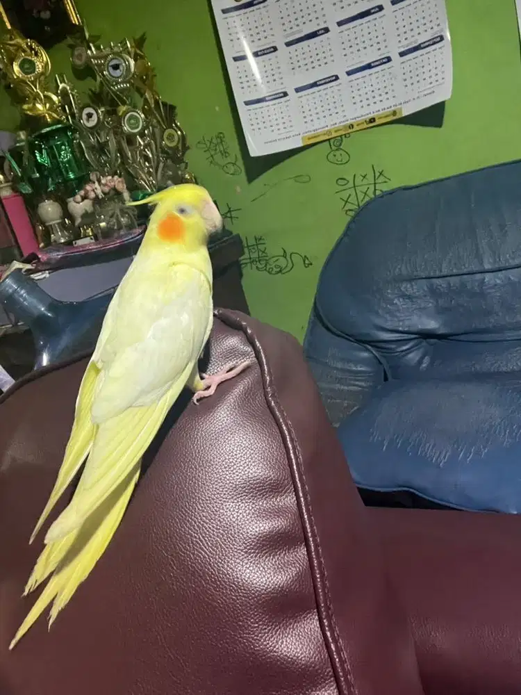 Lutino MM Terawat siul