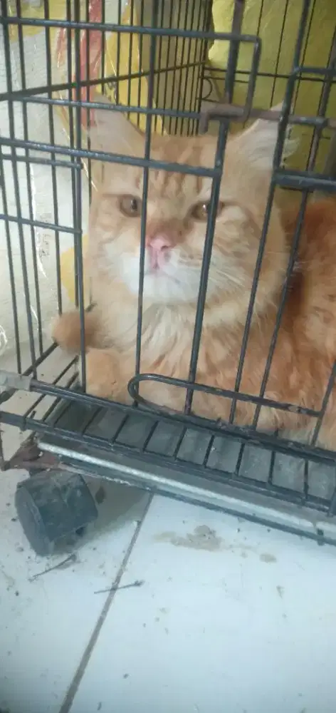 Adopsi kucing Persia medium jantan