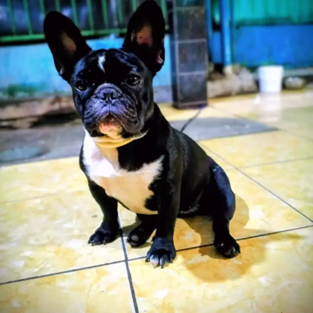 french bulldog female