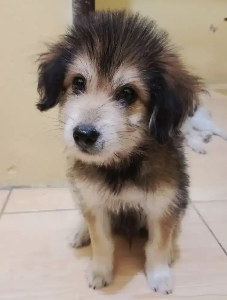 Anak Anjing Poodle Mix/Puppy Mix Poodle