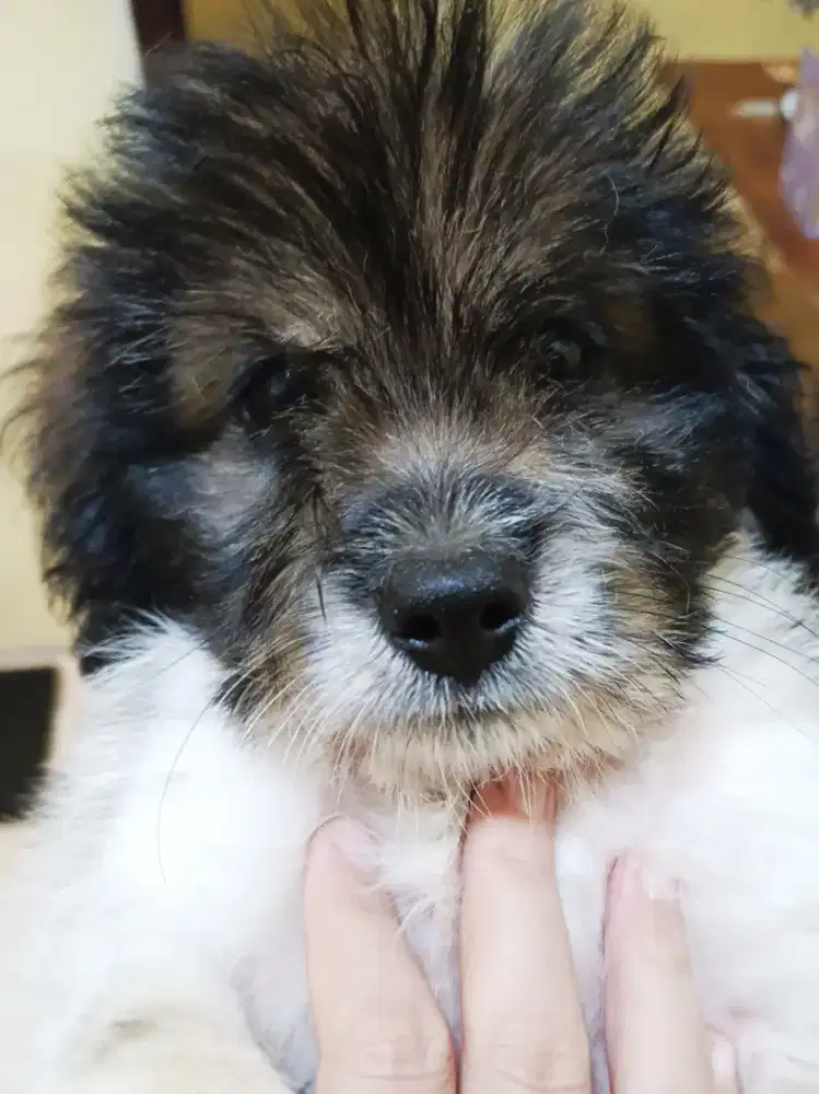 Anak Anjing Mix Poodle/Puppy Mix Poodle