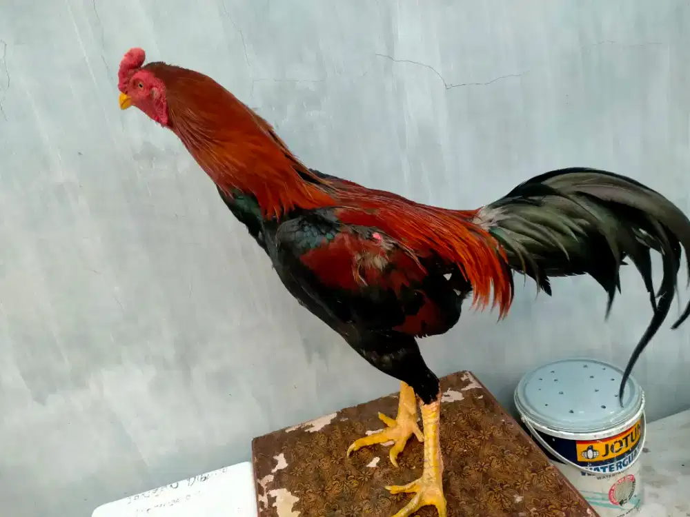 Dijual ayam siam