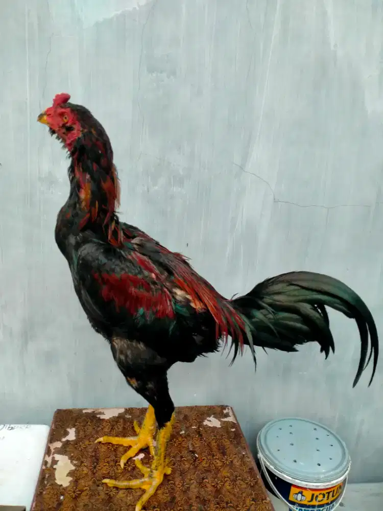 Dijual ayam Siam