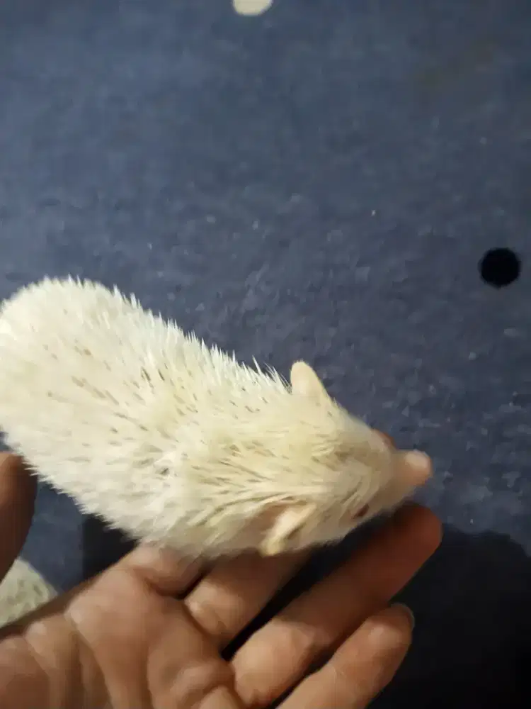 Landak mini albino