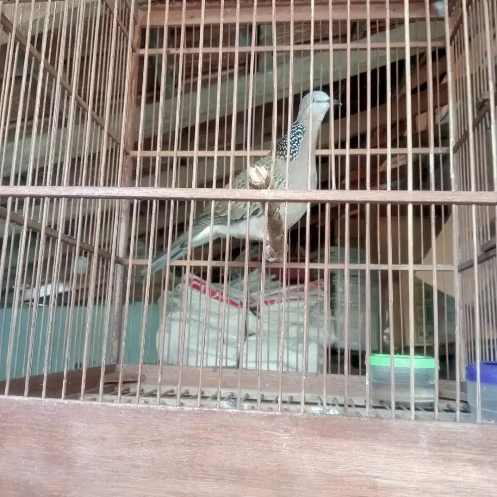 burung derkuku kuk 2