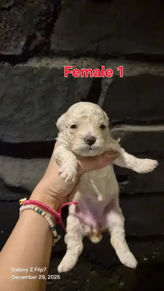 OPEN BOOKING POODLE PARTY PUPPIES