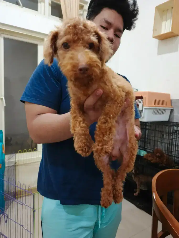 Toy Poodle Jantan