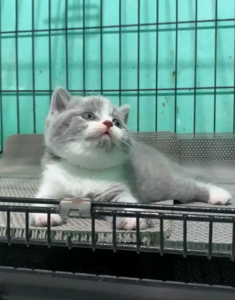 BSH BRITISH SHORTHAIR BICOLOR BLUE