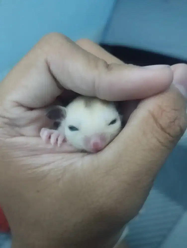 Sugar glider platinum mozaik caramel Joey usia 1,5bulan