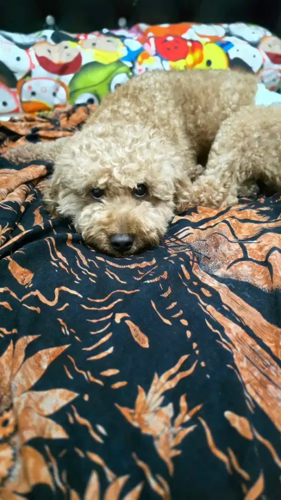 DIJUAL ANJING JENIS POODDLE
