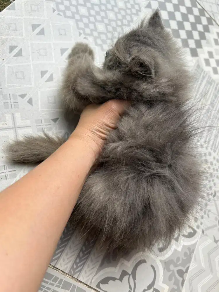 Kucing Persia Kitten Betina