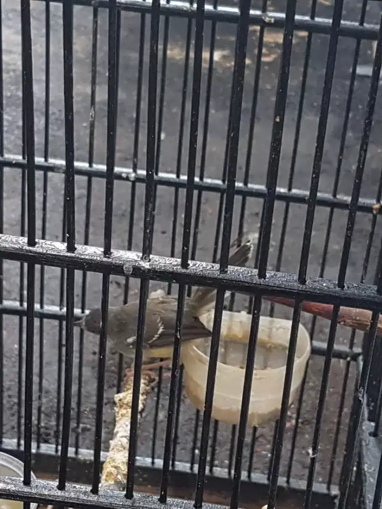 Ciblek semi rawatan bunyi