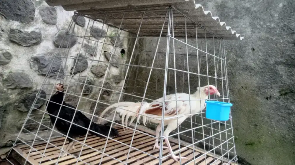 Jual ayam super murah