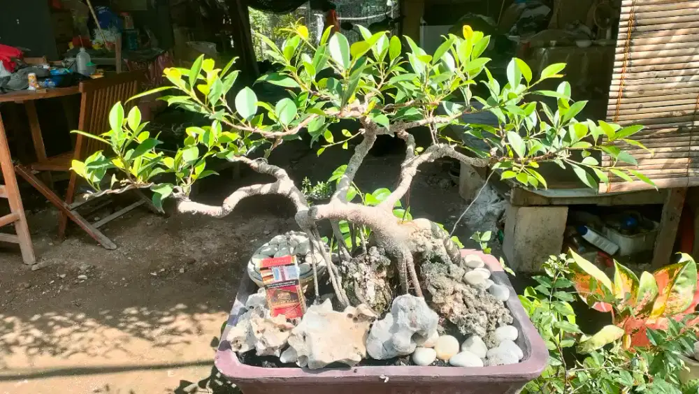 Bonsai Kimeng Santigi Kawista