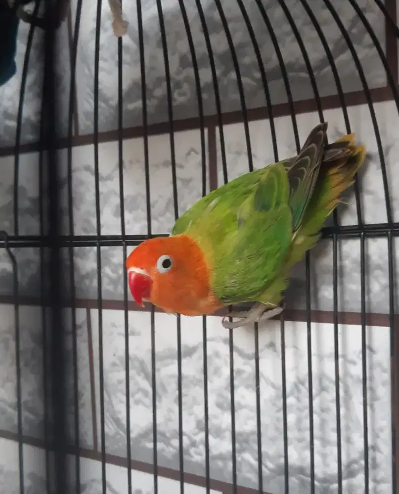 Lovebird Biola Green Balibu