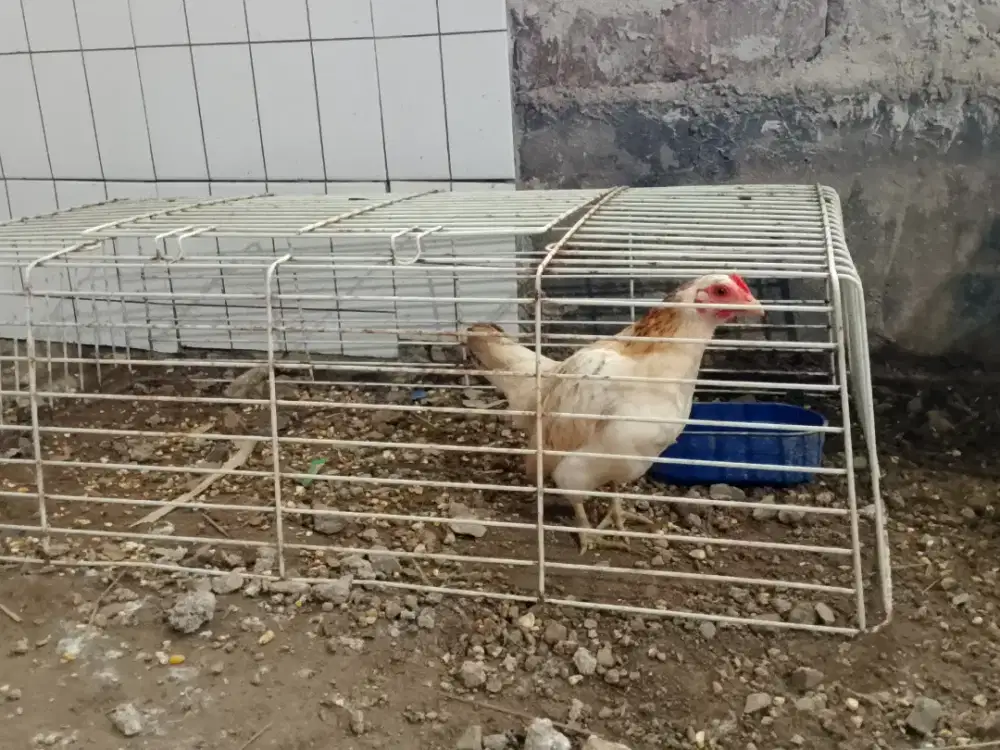 Ayam Kate termurah