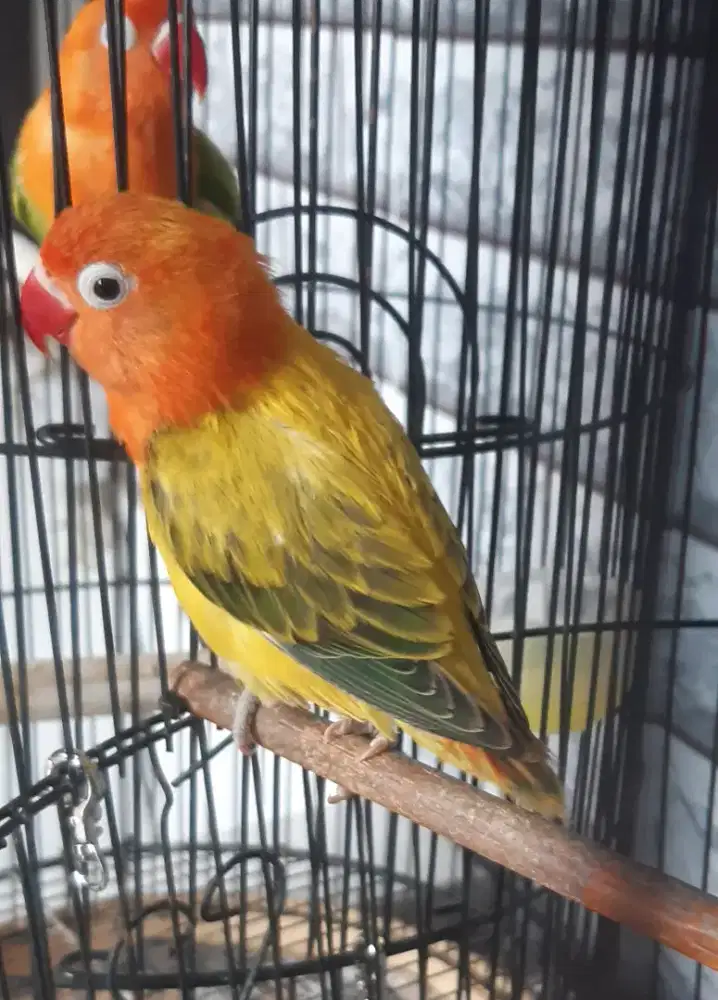 Lovebird Biola Euwing Gold Balibu