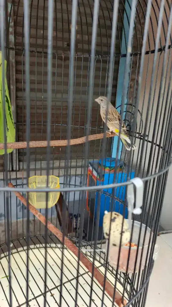 Burung blackthroat jantan gacor