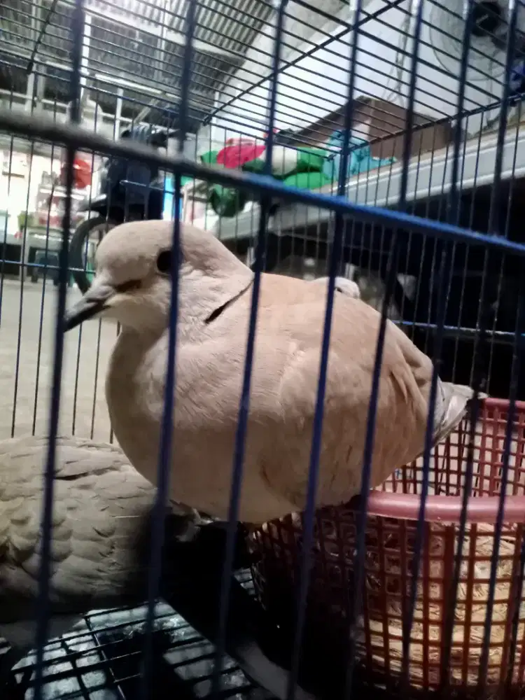 Puter pelung sepasang produksi