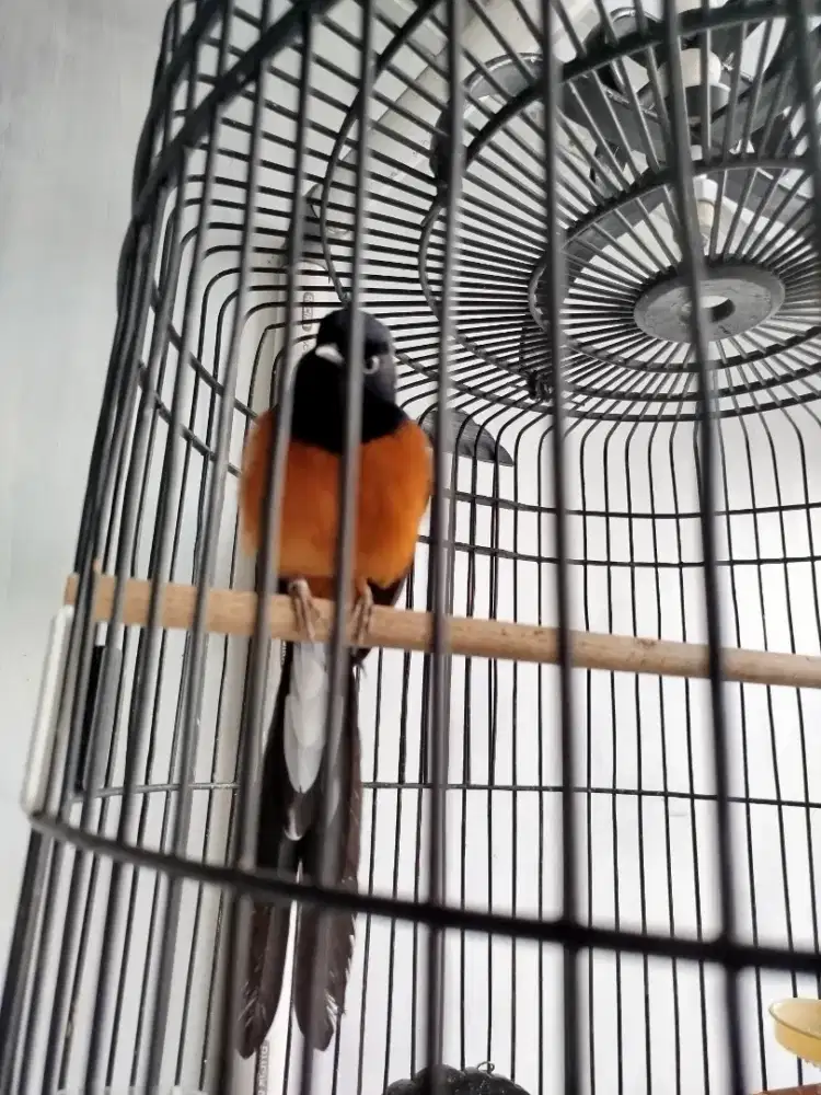 Burung Murai Batu, sangkar, isi dan tudung