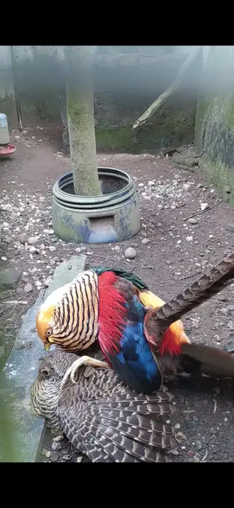 Sepasang ayam hias golden pheasant dewasa atau ayam hutan tibet
