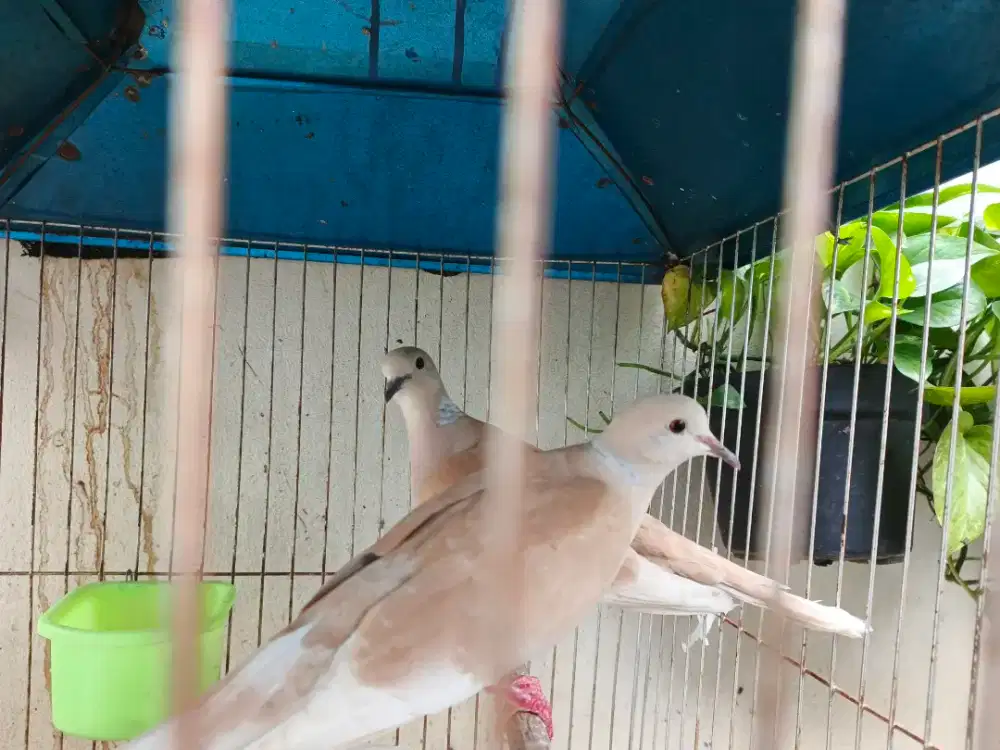 Burung Puter Sepasang