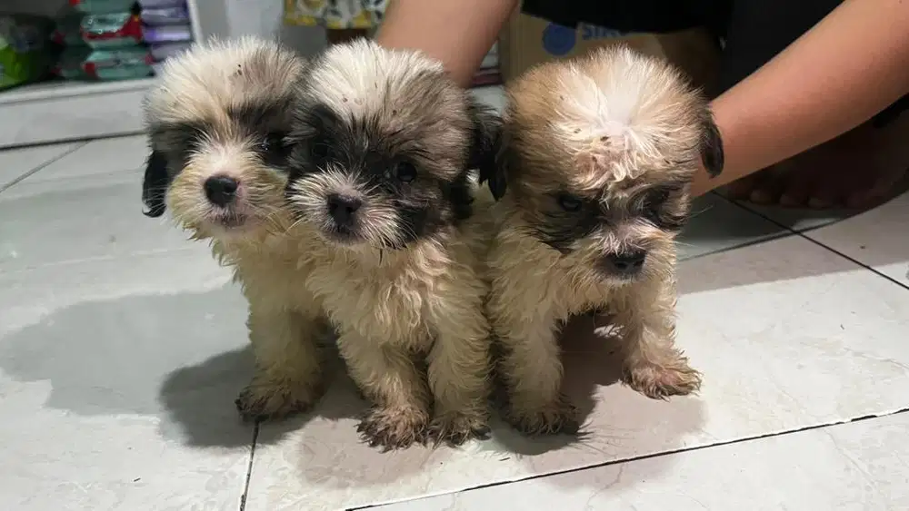 ANJING SHITZU MIX CORGI