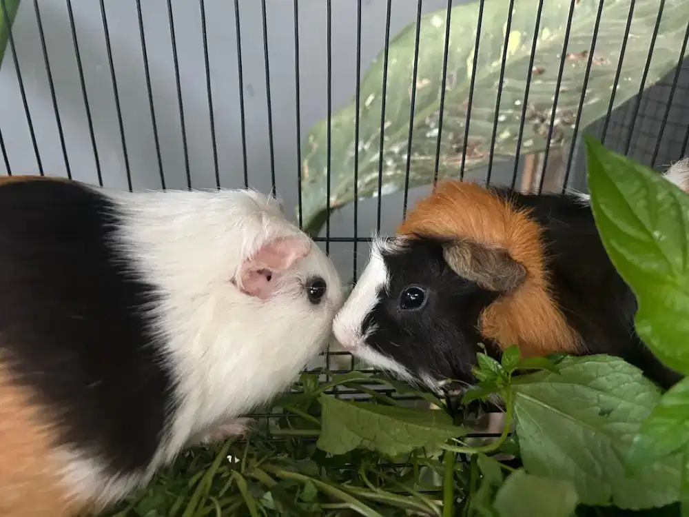 Marmut Hias (Guinea)