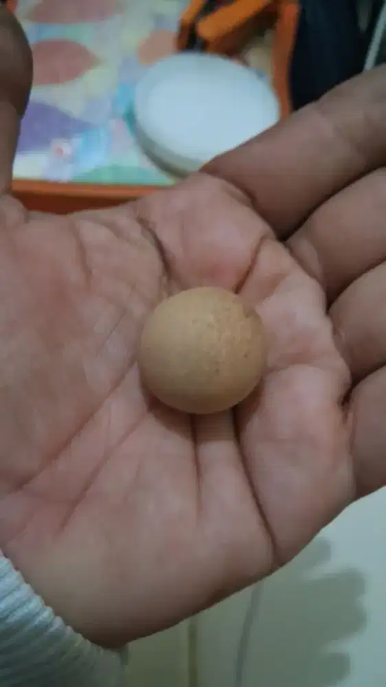 Mustika telor ayam jago