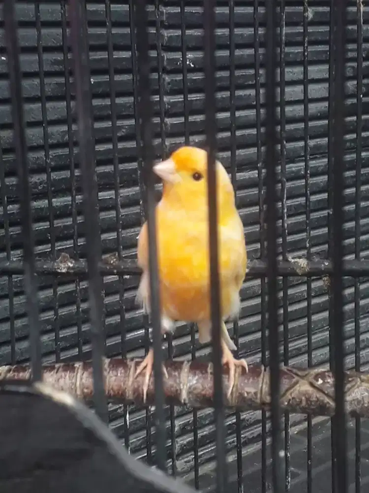 Kenari AF medium jantan Rajin isian ciblek Di bogor