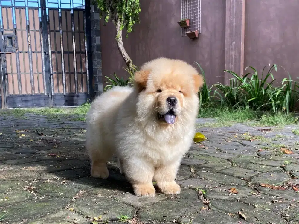 Chow chow,male,dob 06 oktober 2025