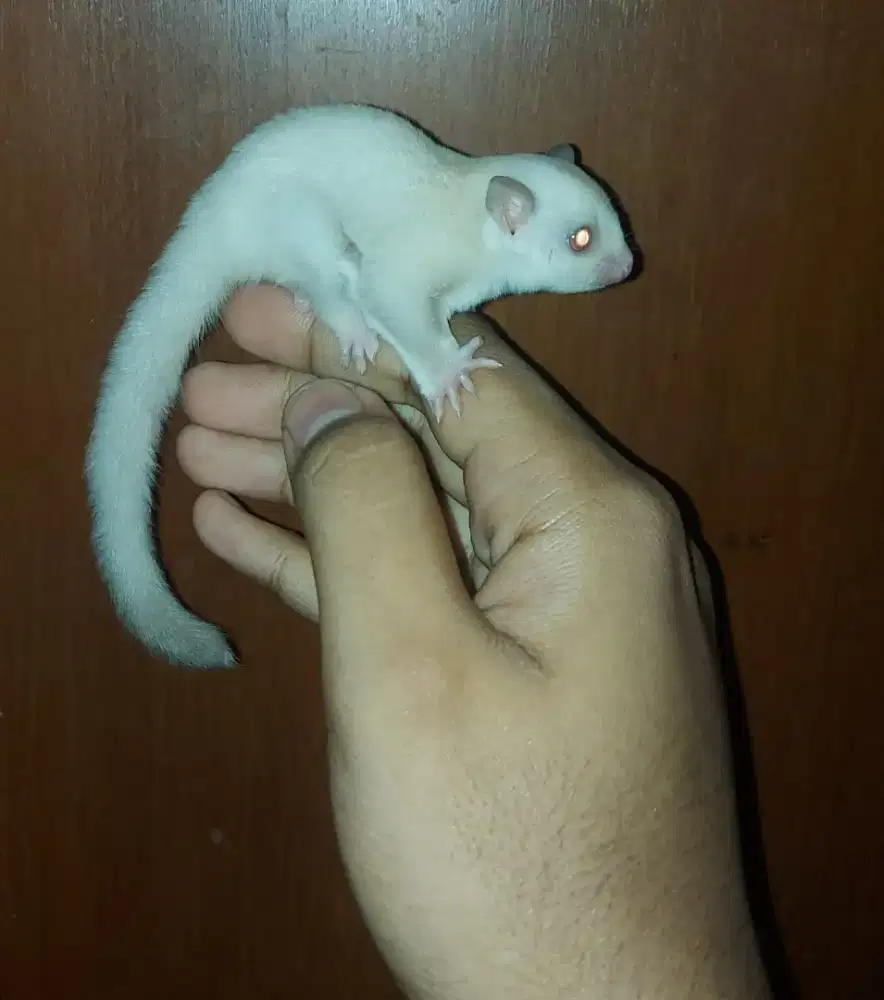 Borong 3 ekor sugar glider joy 1 bulan