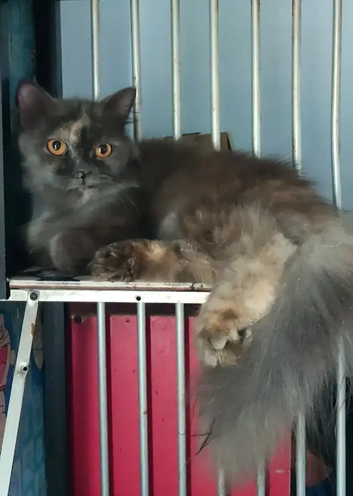 Kucing Betina dewasa INDUKAN proven