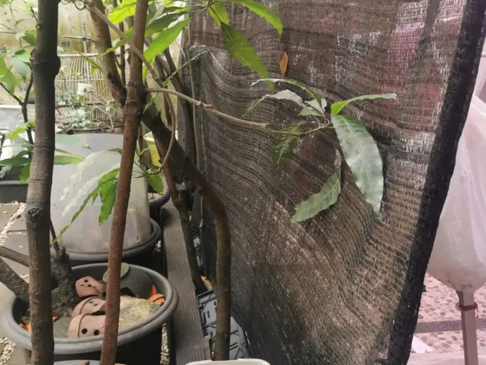 Rumah BSD Siap Huni The Green Cluster Mirage nyaman lingkungan asri