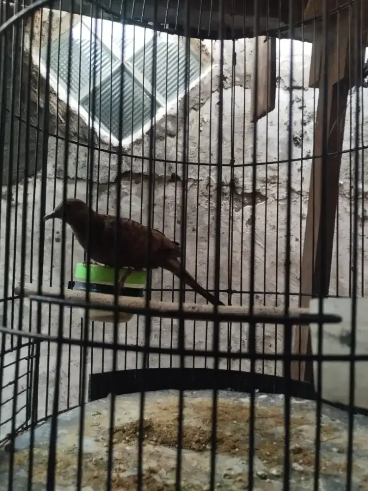 Perkutut cemani bunyi