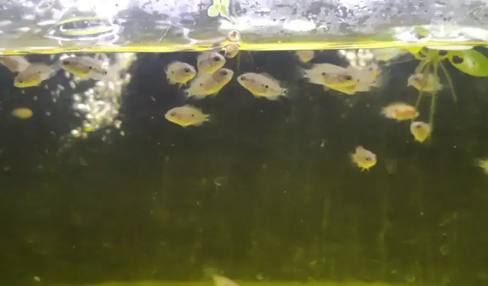 Burayak louhan umur 3minggu indukan terlampir di iklan