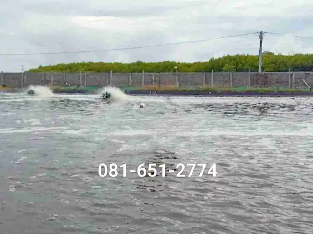 Tambak Udang di Situbondo Jawa Timur