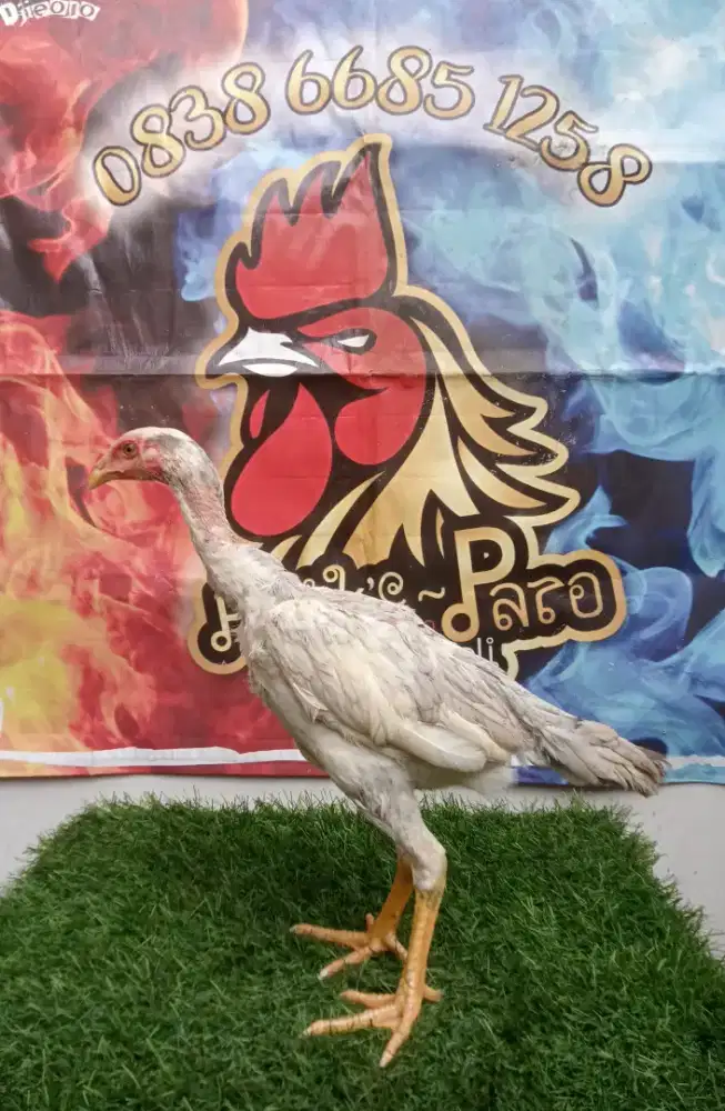 Ayam Pakhoy drumband Betina Lukthep x Pajero