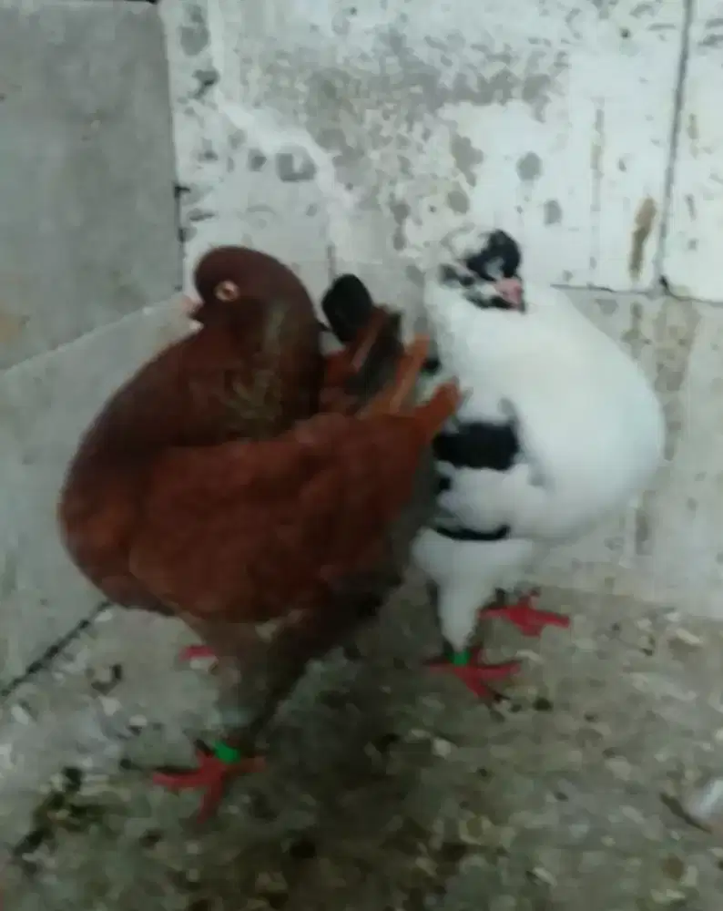 Merpati Hias American Modena Schietti