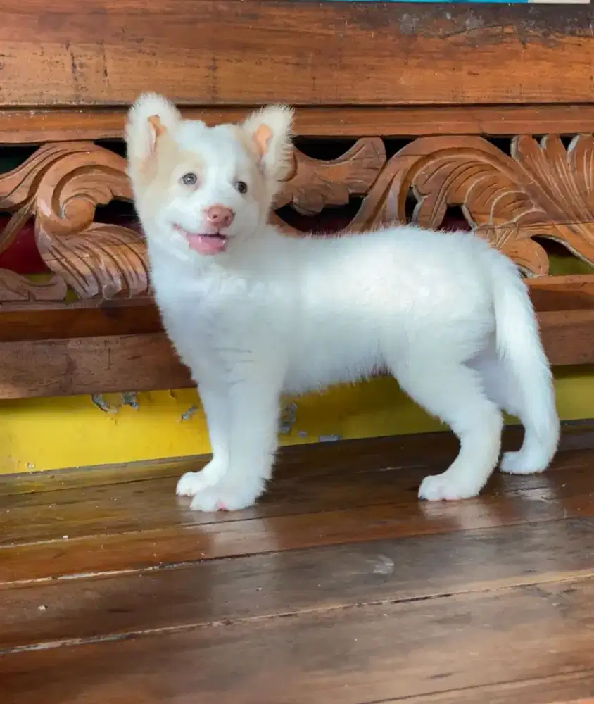 anak anjing golden mix