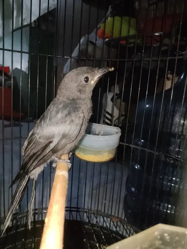 Jual burung Sg abu